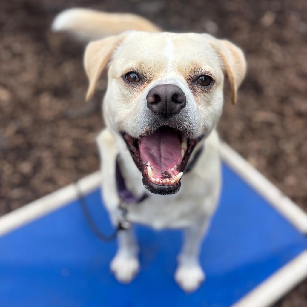 Enlarge Leigh, a Adoptable mixed breed in Briarcliff Manor, NY image 4/5