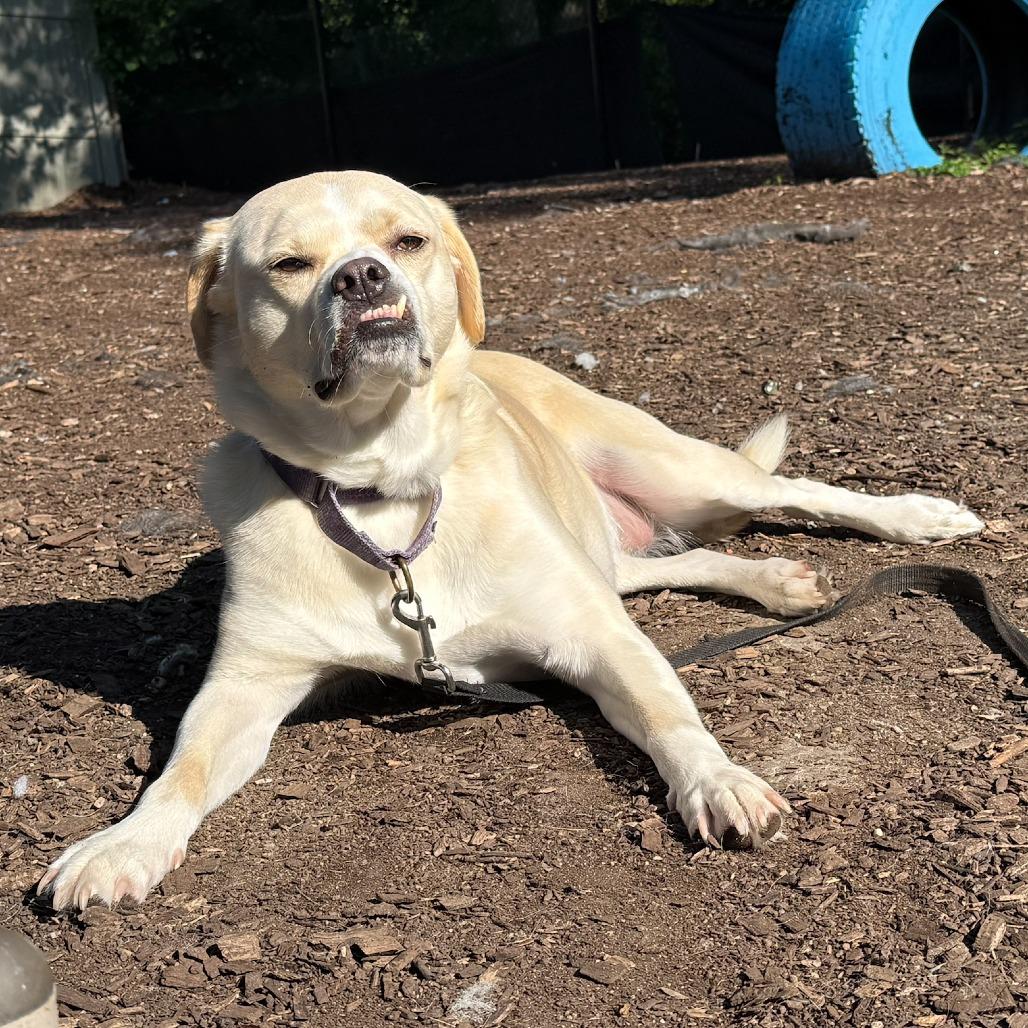 Enlarge Leigh, a Adoptable mixed breed in Briarcliff Manor, NY image 5/5