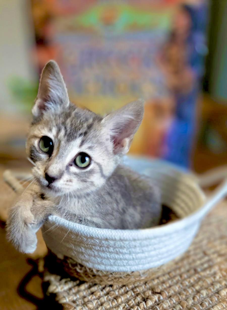 Aphrodite, Adoptable, Kitten Female Tabby.