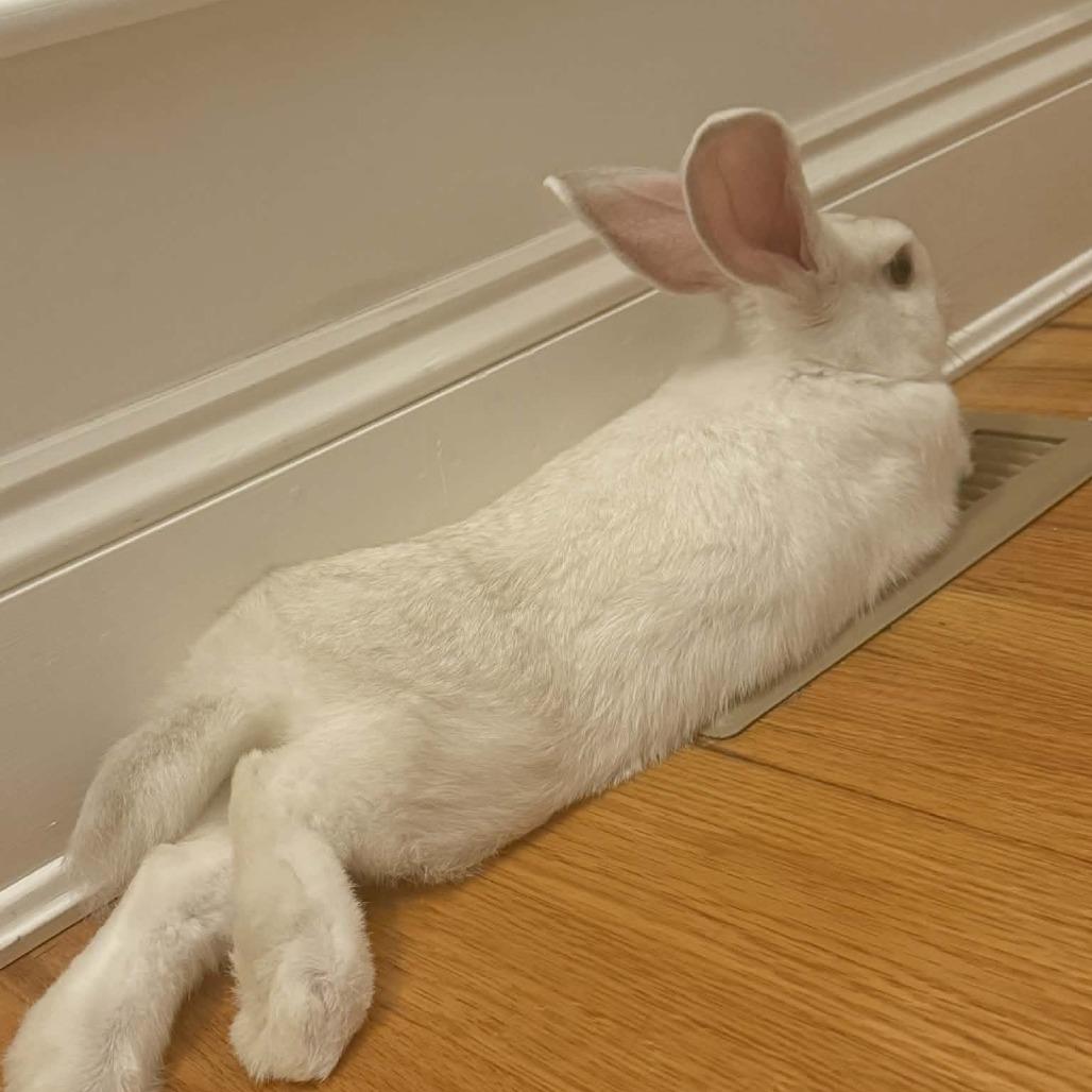 S'mores, Adoptable, Young Female Bunny Rabbit & Bunny Rabbit.