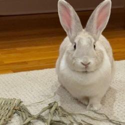 S'mores, Adoptable, Baby Female Bunny Rabbit & Bunny Rabbit.