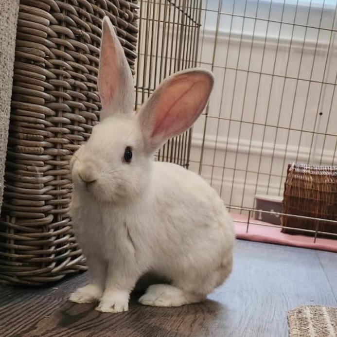 S'mores, Adoptable, Baby Female Bunny Rabbit.