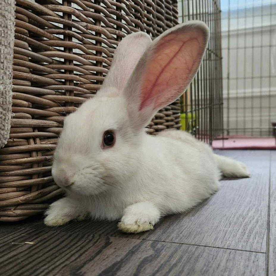 S'mores, a Adoptable Bunny Rabbit in Hampton Bays, NY image 2/2