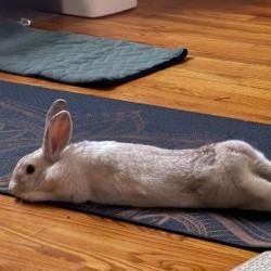 Enlarge S'mores, a Adoptable mixed breed in Hampton Bays, NY image 4/4