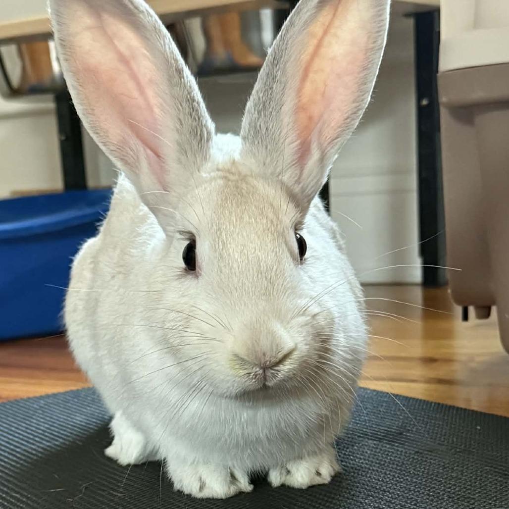 Enlarge S'mores, a Adoptable mixed breed in Hampton Bays, NY image 6/6
