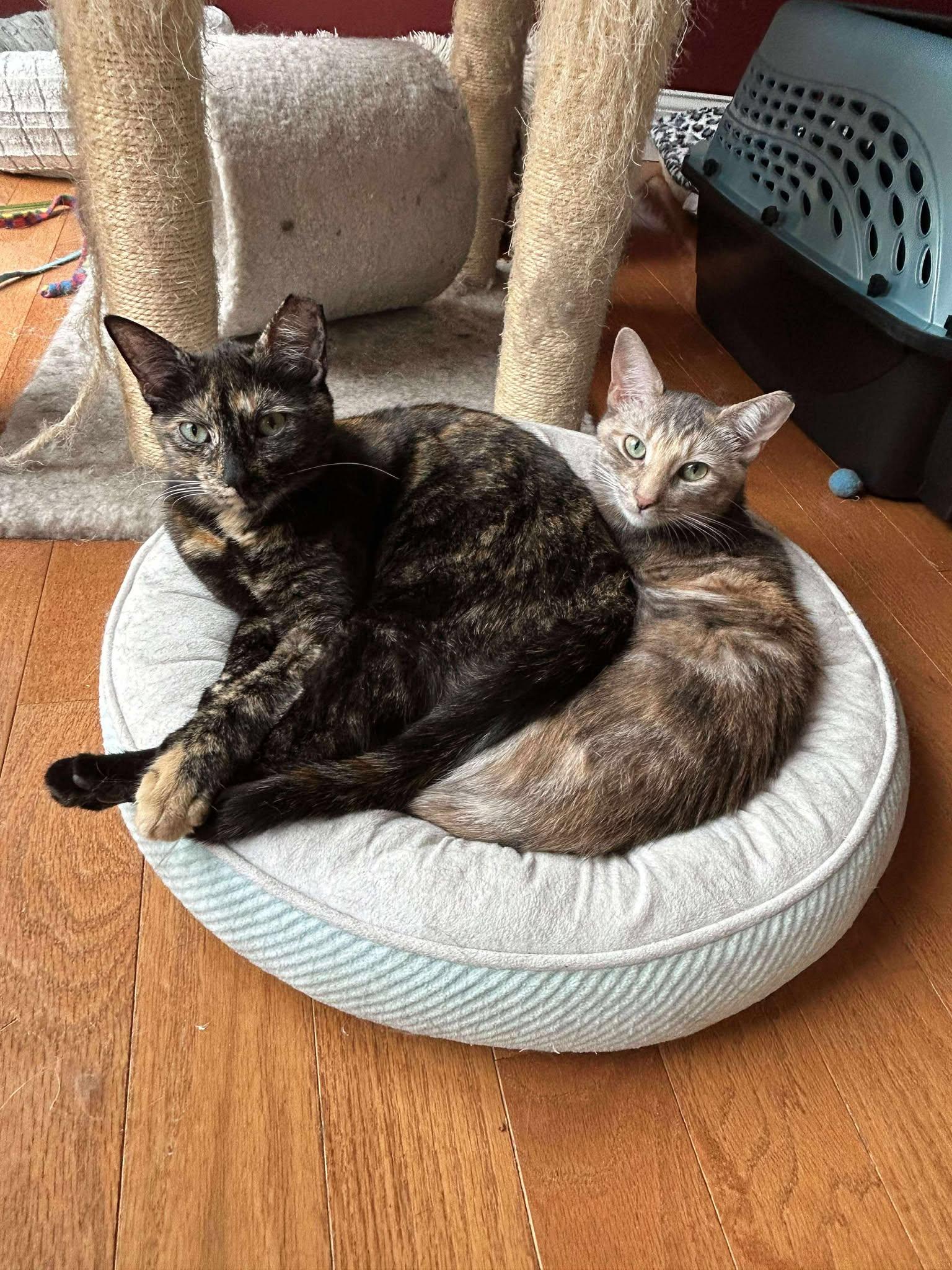 Snickers & S'mores, Adoptable, Kitten Female Domestic Short Hair.