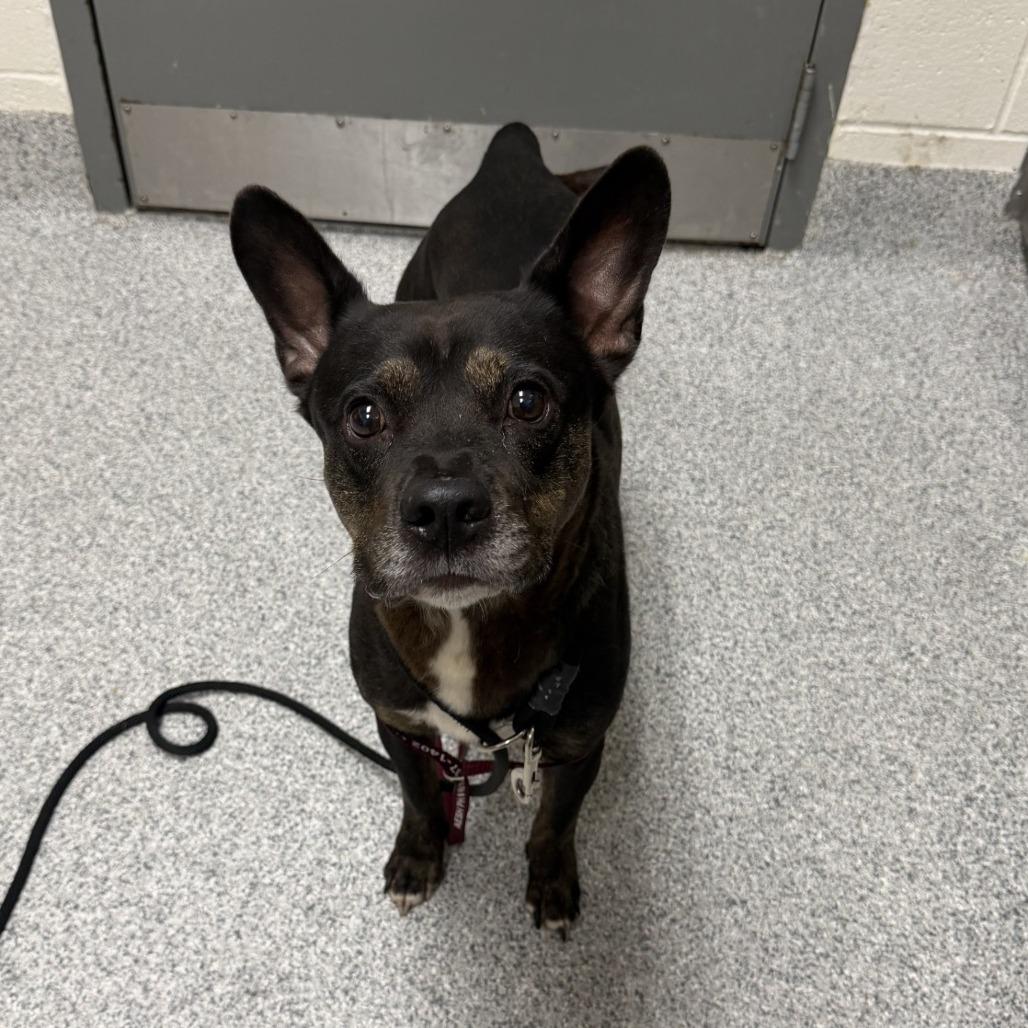 Enlarge Diesel, a Adoptable Cattle Dog in Grand Rapids, MI image 1/1