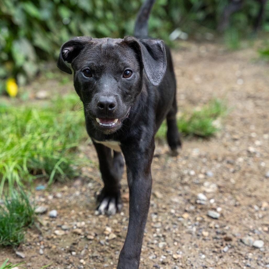 Dallas, Adoptable, Young Female Rat Terrier & Mixed Breed.
