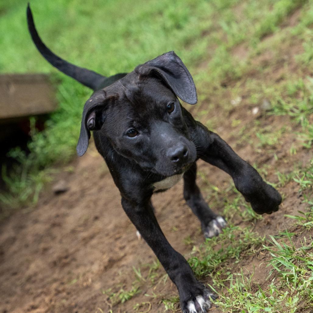Enlarge Dallas, a Adoptable mixed breed in Pawling, NY image 2/6