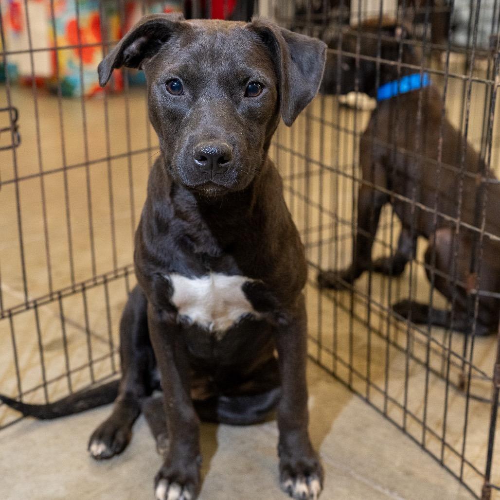 Enlarge Dallas, a Adoptable mixed breed in Pawling, NY image 3/6