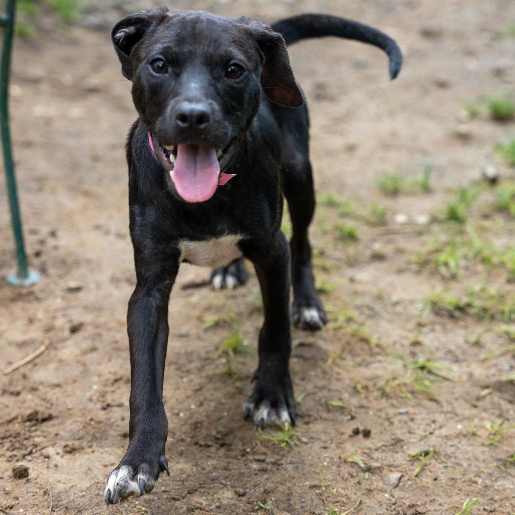 Enlarge Dallas, a Adoptable mixed breed in Pawling, NY image 4/6