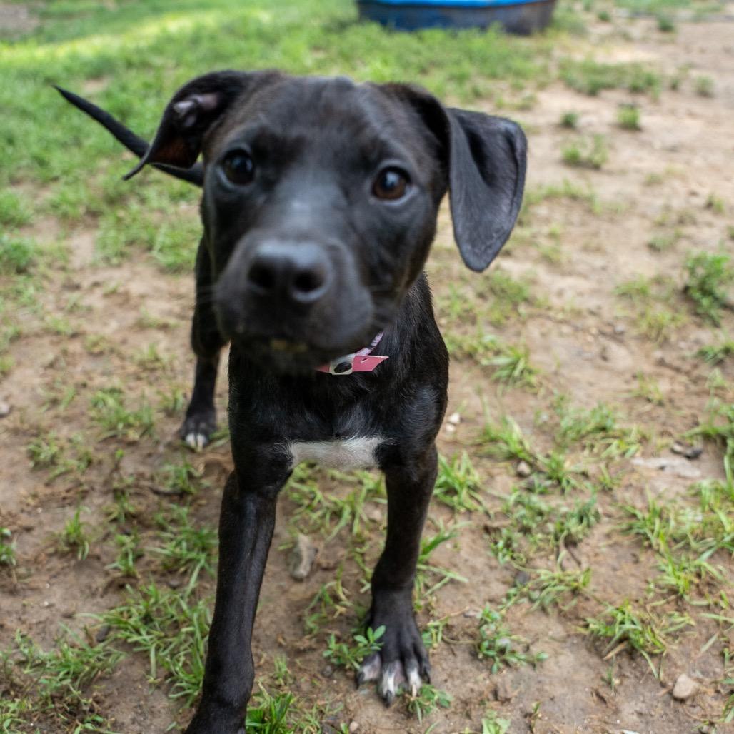 Enlarge Dallas, a Adoptable mixed breed in Pawling, NY image 5/6