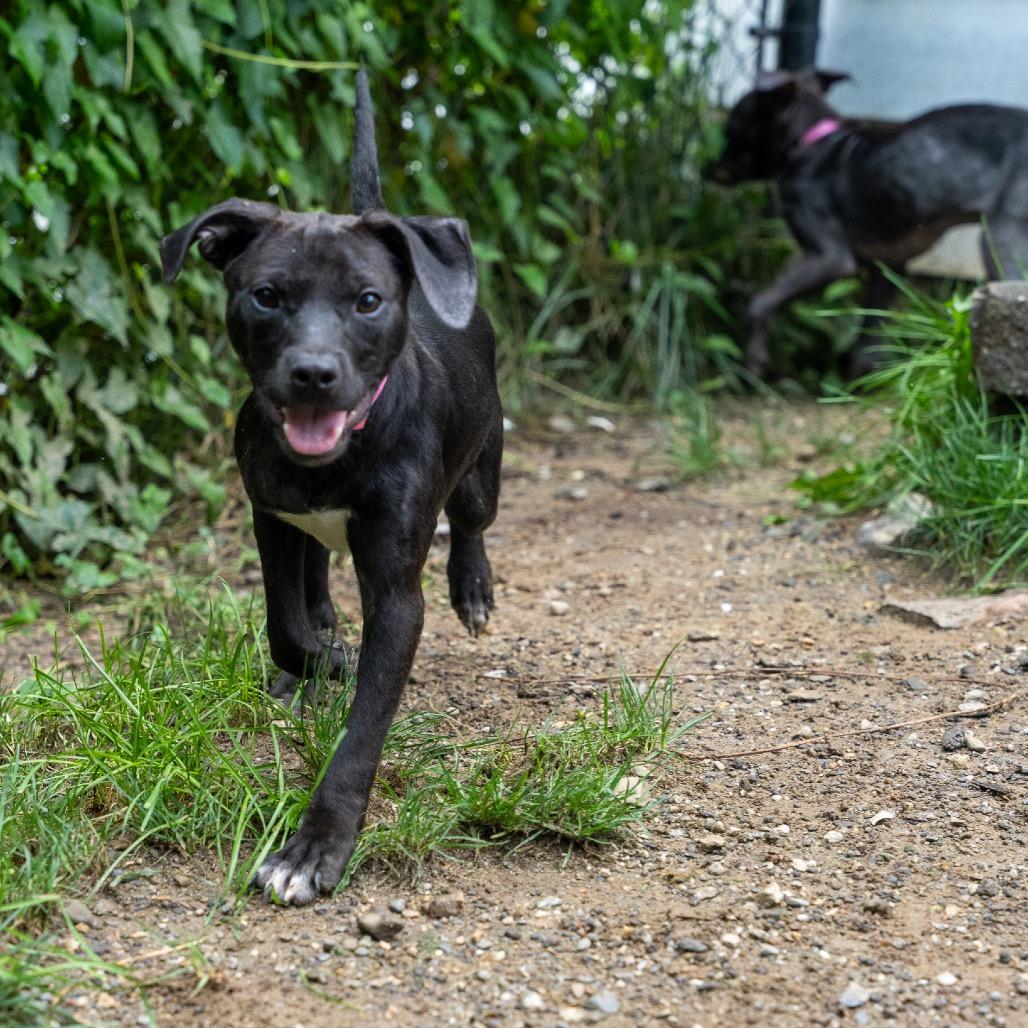 Enlarge Dallas, a Adoptable mixed breed in Pawling, NY image 6/6