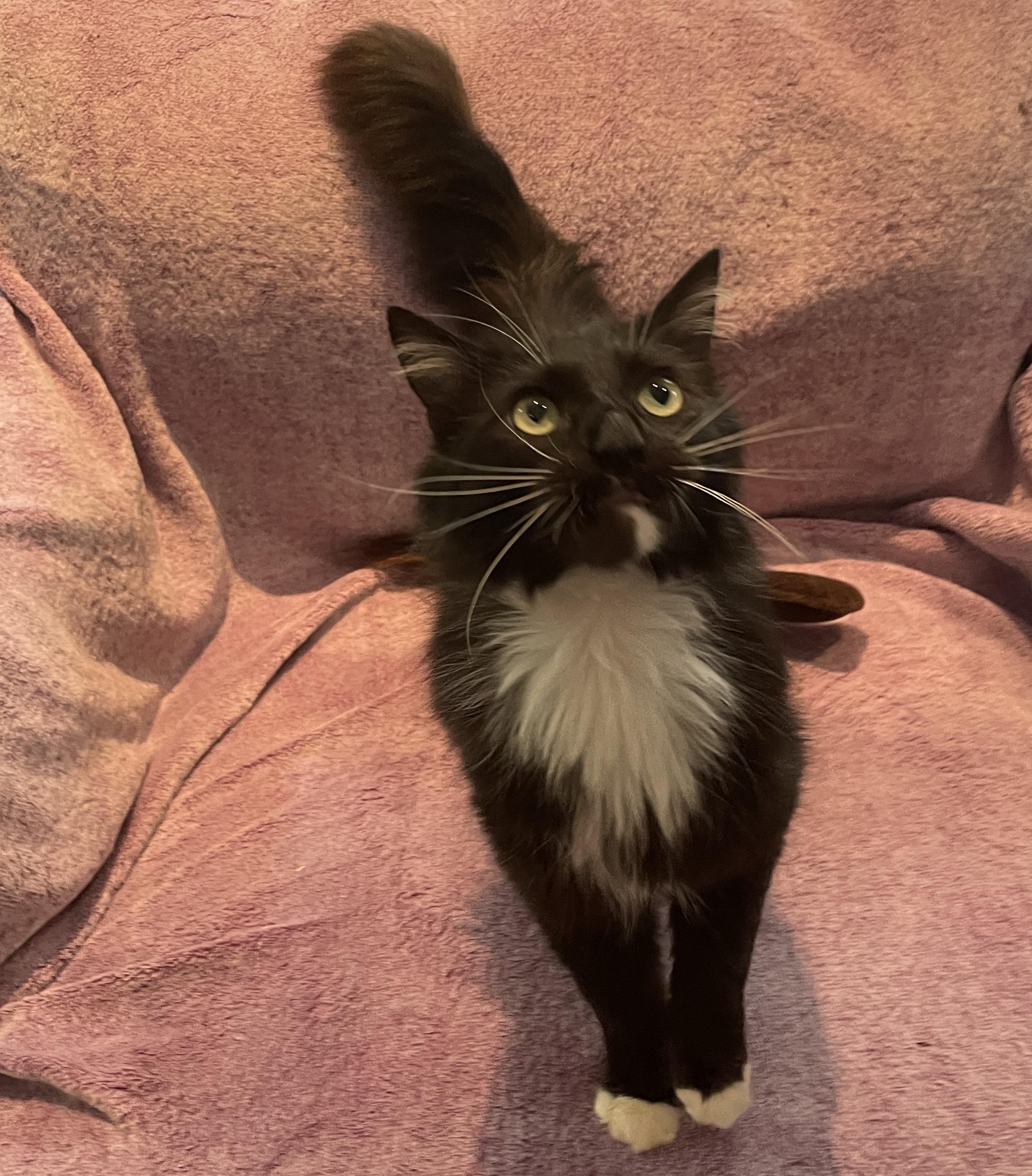Avocado, an adoptable Domestic Medium Hair in Salt Spring Island, BC, V8K 2W3 | Photo Image 1