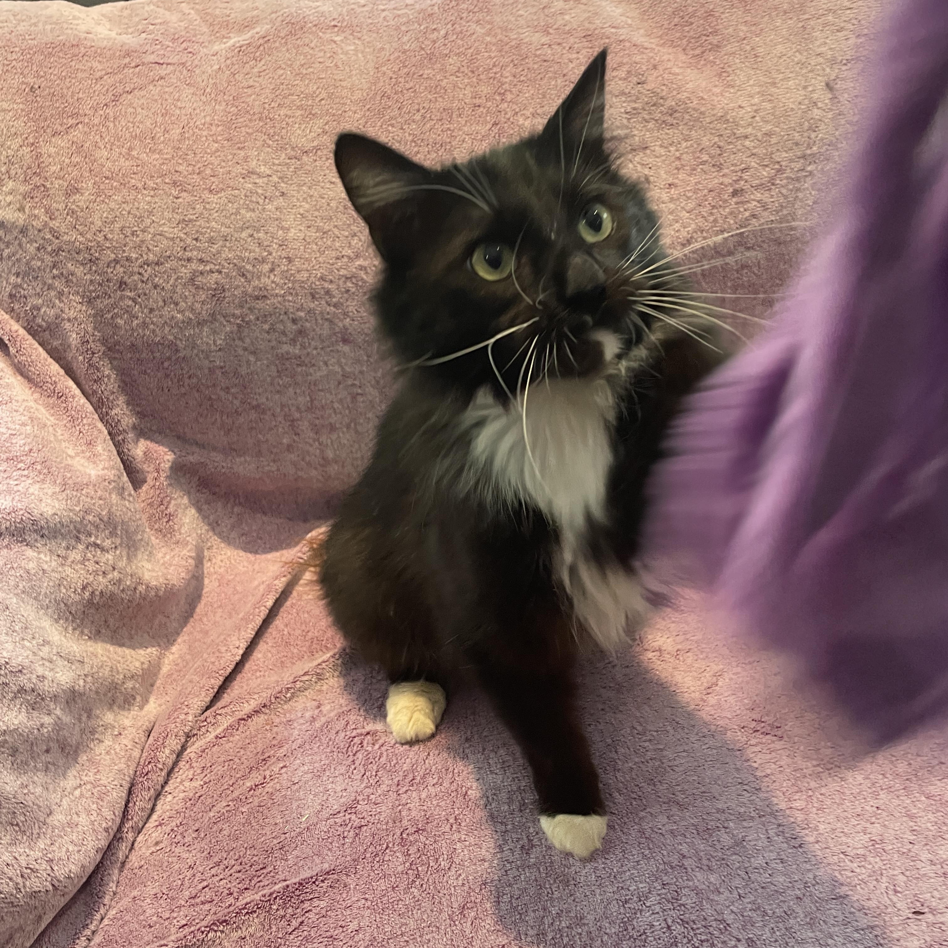 Avocado, an adoptable Domestic Medium Hair in Salt Spring Island, BC, V8K 2W3 | Photo Image 4