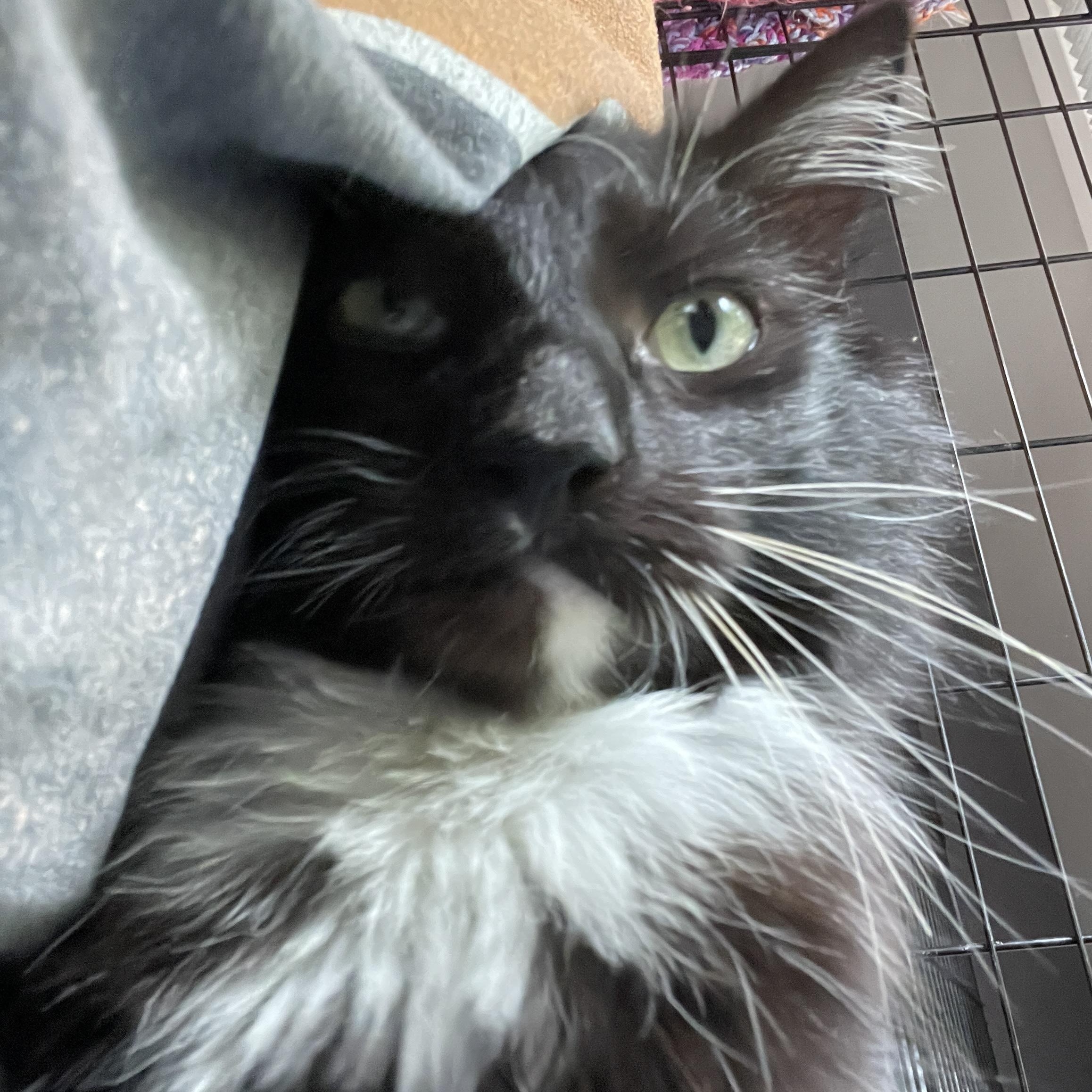 Avocado, an adoptable Domestic Medium Hair in Salt Spring Island, BC, V8K 2W3 | Photo Image 2
