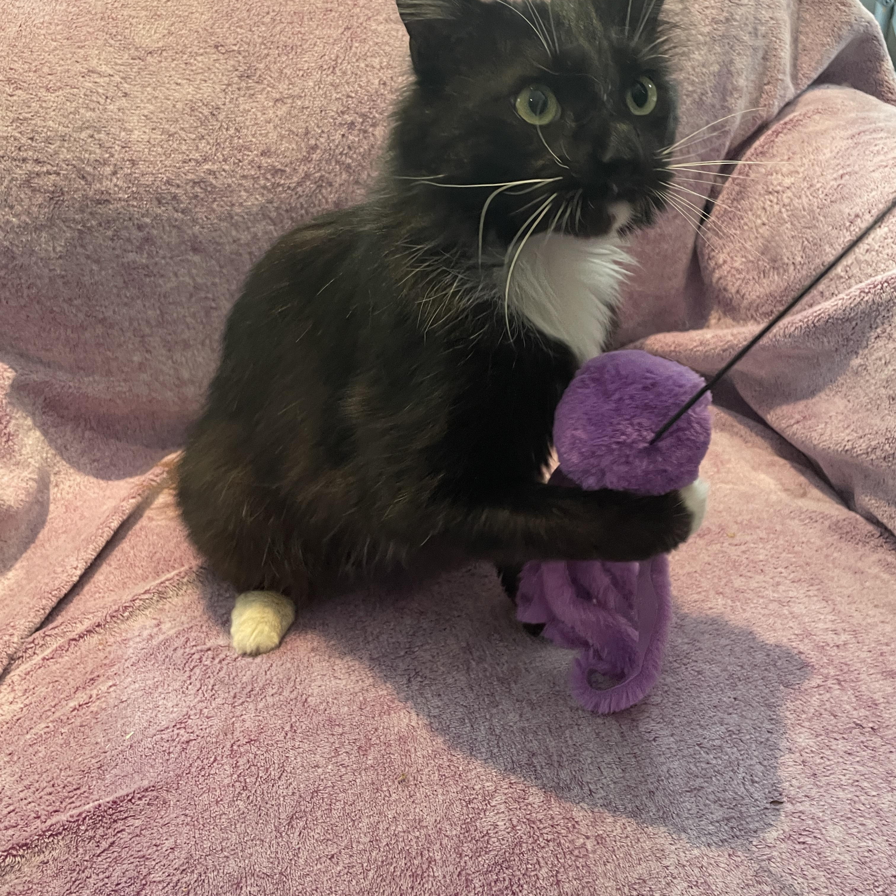 Avocado, an adoptable Domestic Medium Hair in Salt Spring Island, BC, V8K 2W3 | Photo Image 3