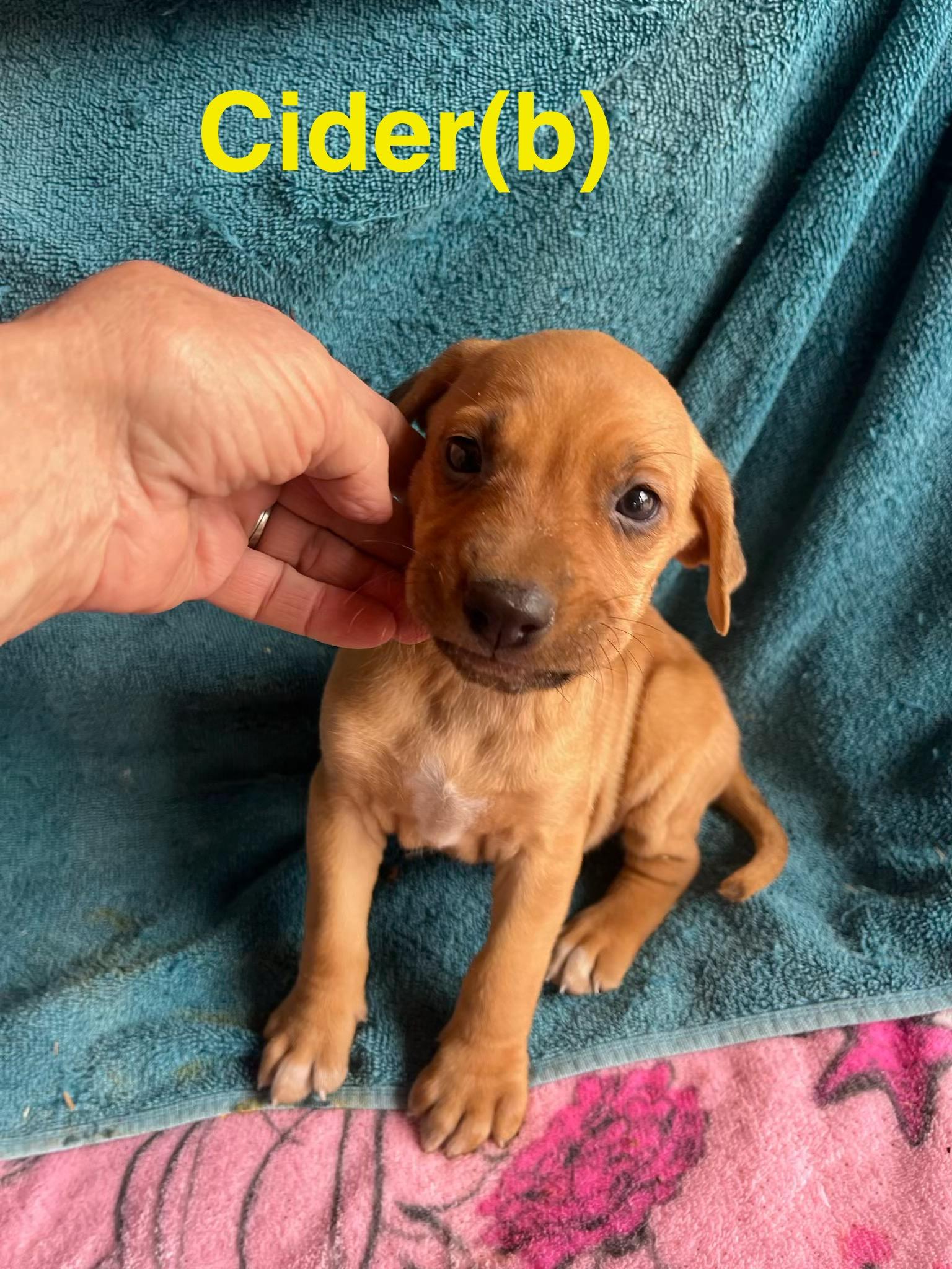 Cider, ADOPTABLE, Puppy Male Labrador Retriever & Hound.