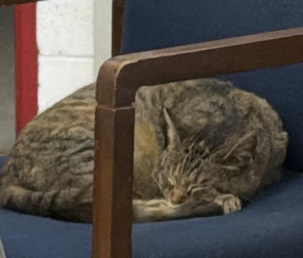 Enlarge Tinker, a Adoptable mixed breed in Campbellsville, KY image 1/1