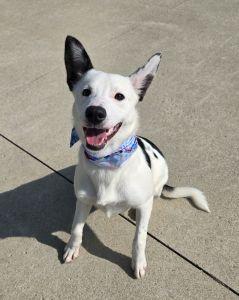 Nieva, ADOPTABLE, Young Female Collie.