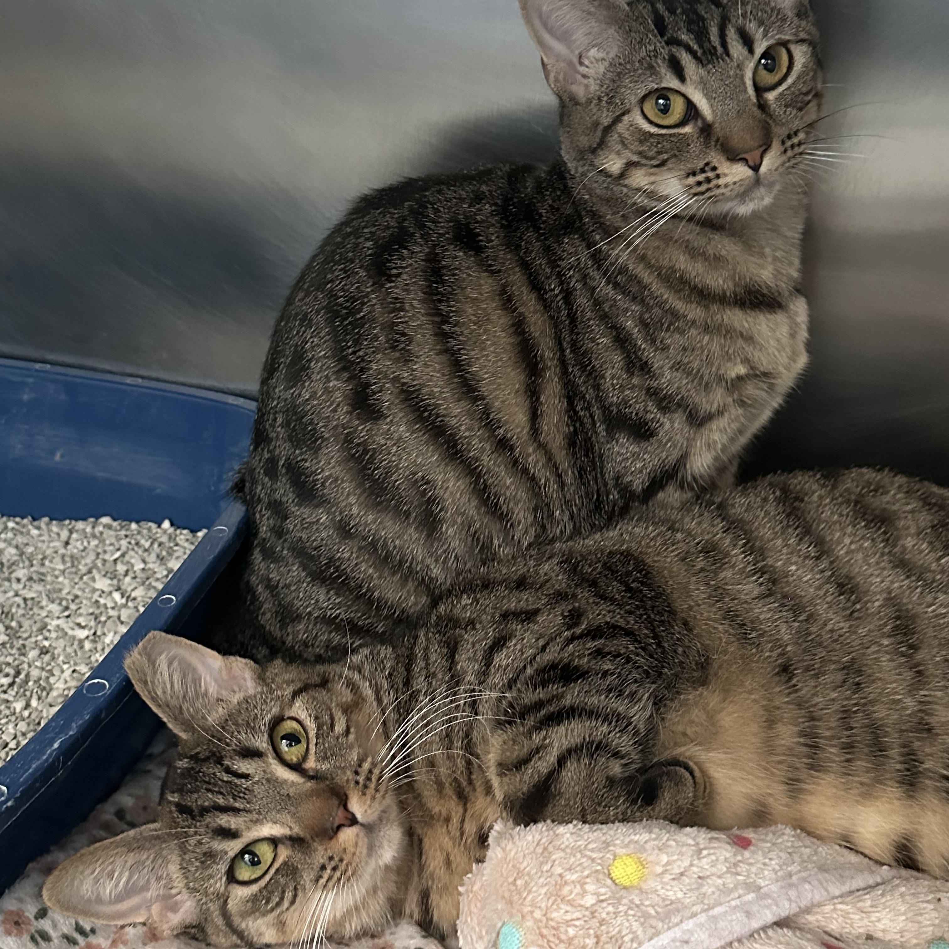 Enlarge Sisters Waiting for a New Home , a ADOPTABLE Domestic Short Hair in Clifton, NJ image 3/4