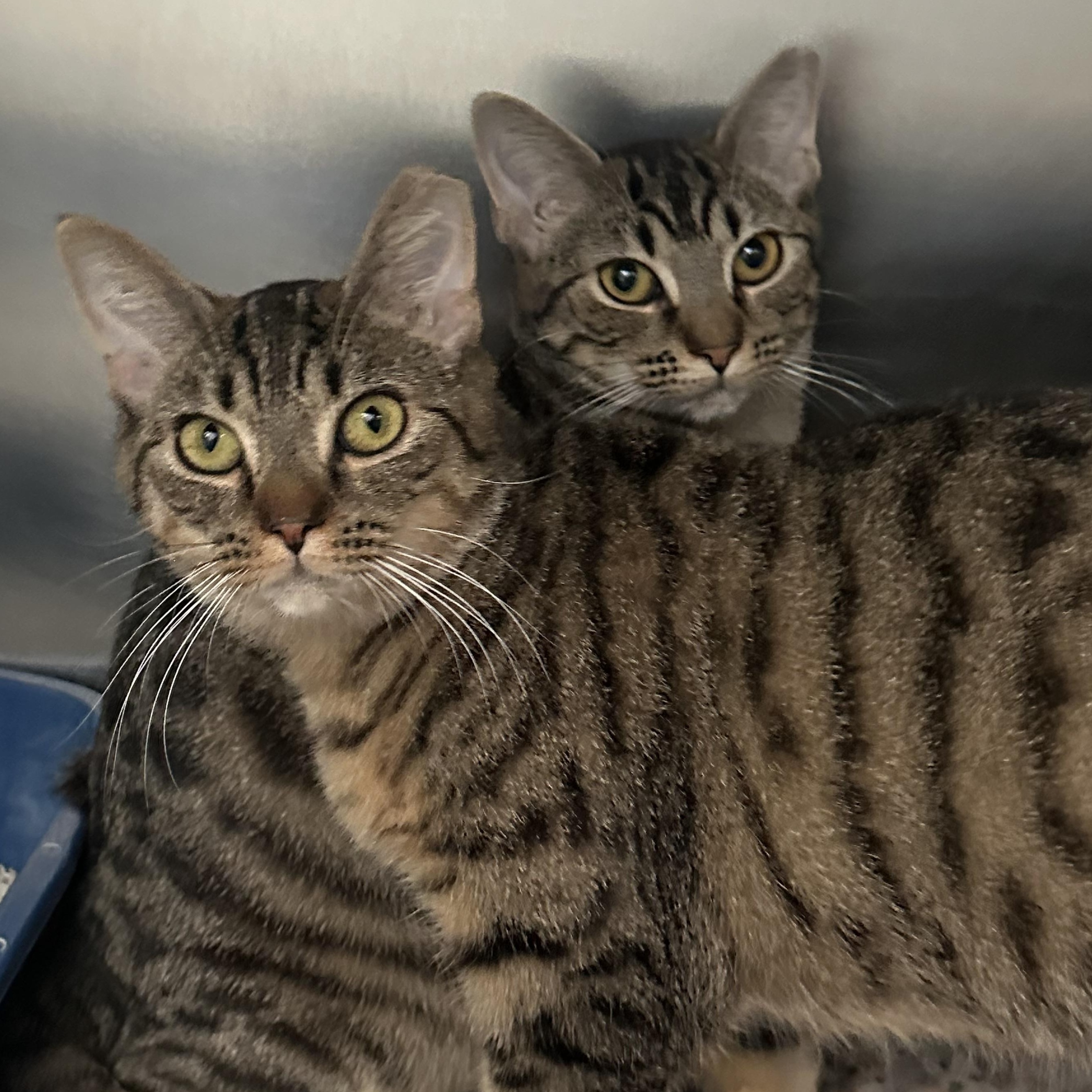 Enlarge Sisters Waiting for a New Home , a ADOPTABLE Domestic Short Hair in Clifton, NJ image 2/4