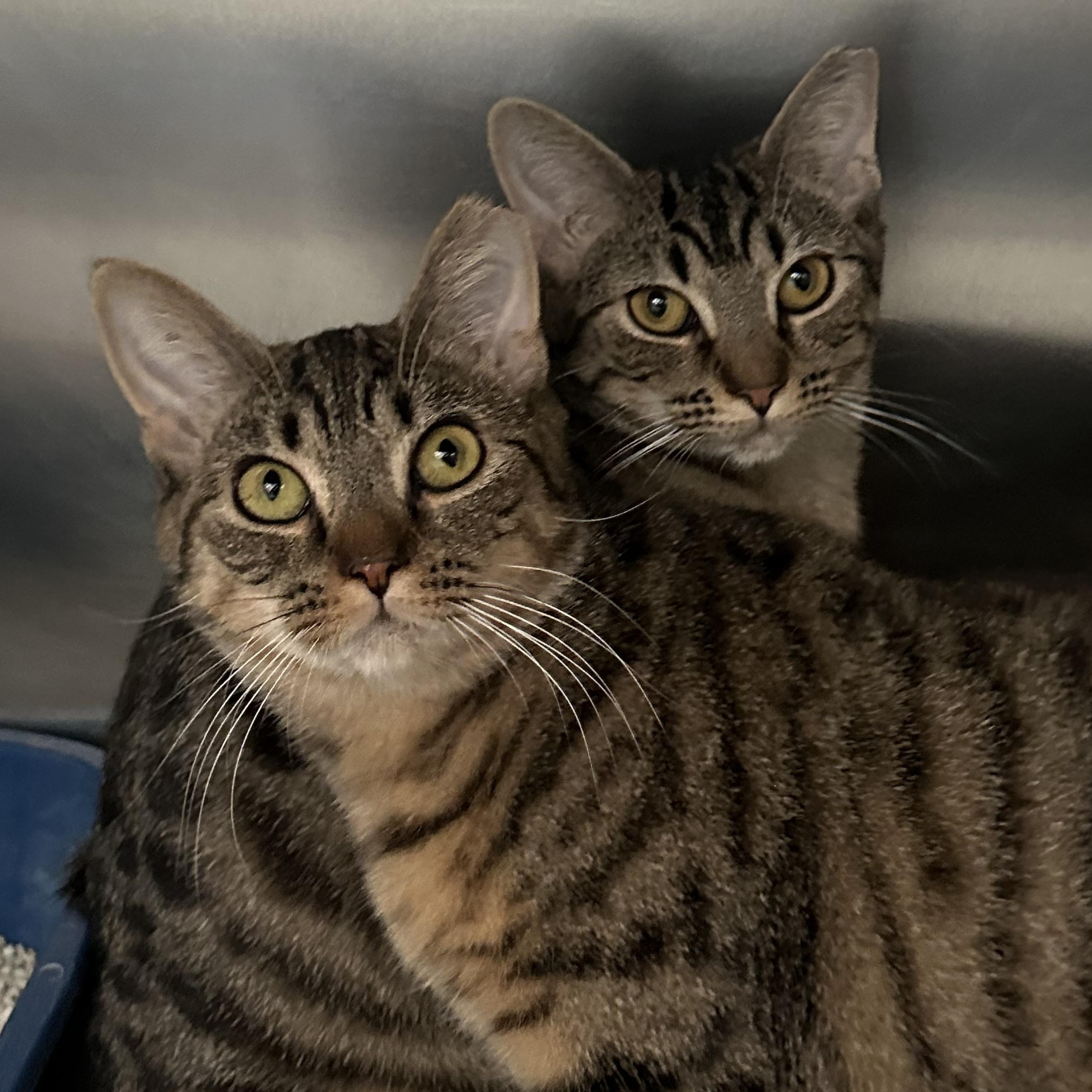 Enlarge Sisters Waiting for a New Home , a ADOPTABLE Domestic Short Hair in Clifton, NJ image 1/4