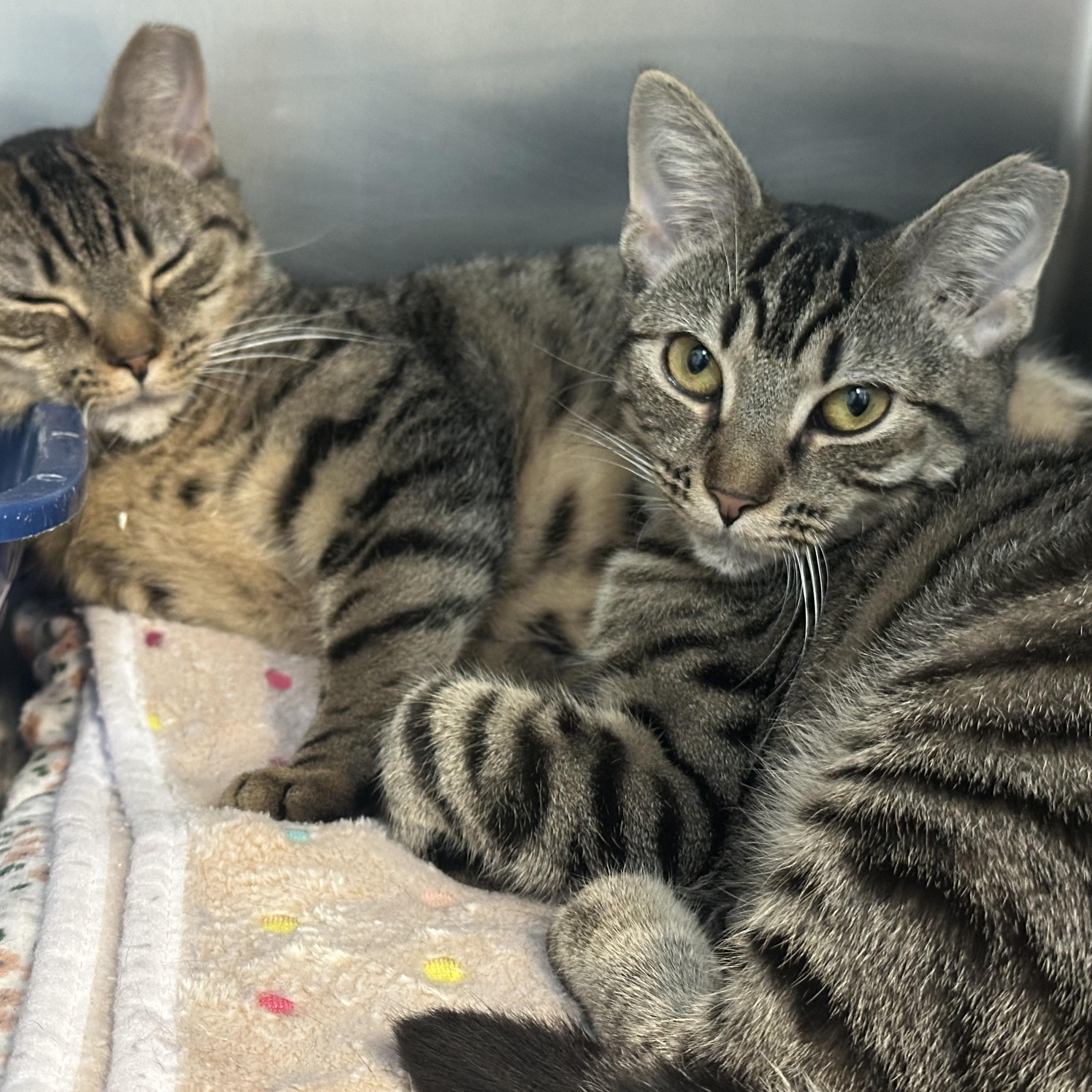 Enlarge Sisters Waiting for a New Home , a ADOPTABLE Domestic Short Hair in Clifton, NJ image 4/4