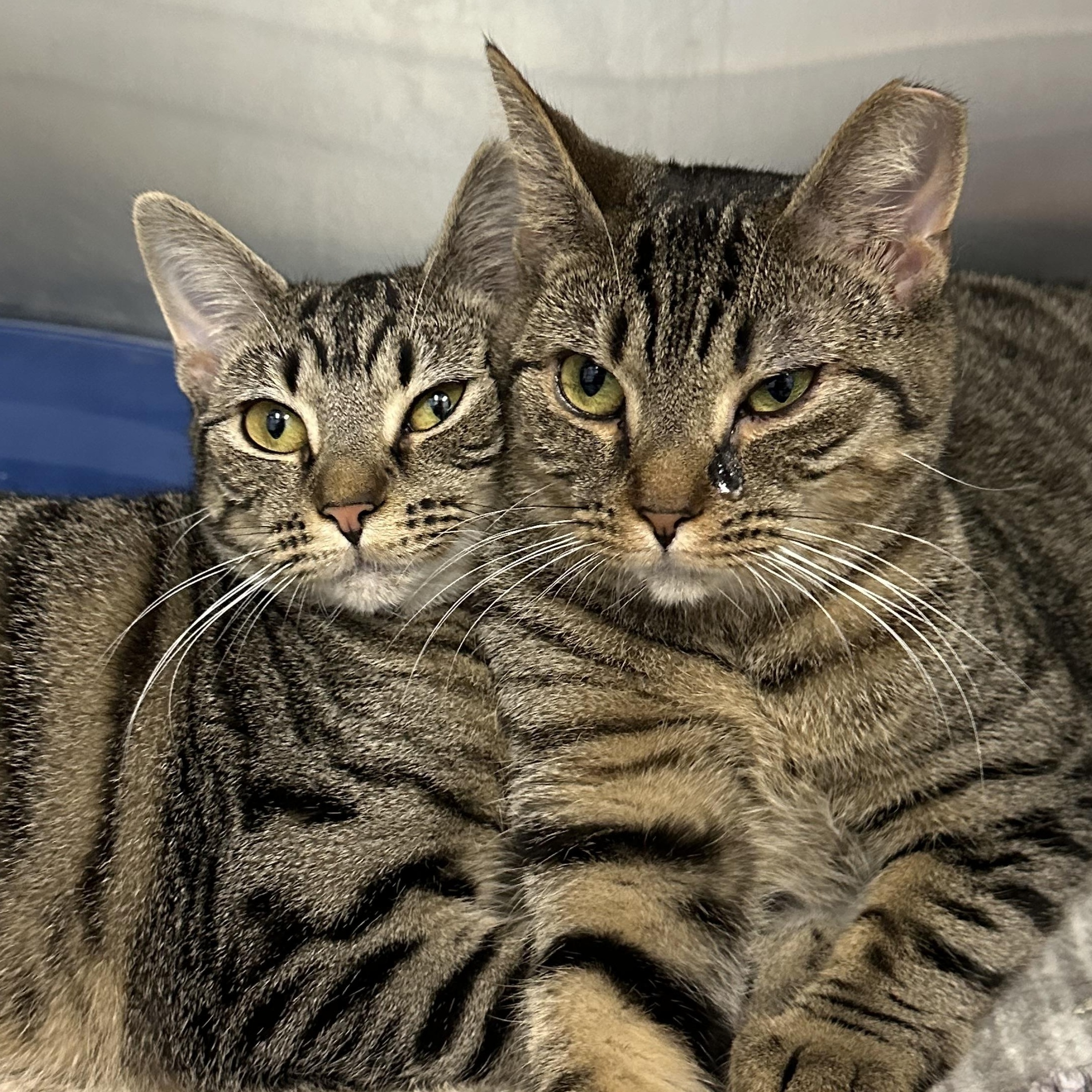 Sisters Waiting for a New Home , a ADOPTABLE Domestic Short Hair in Clifton, NJ image 5/5