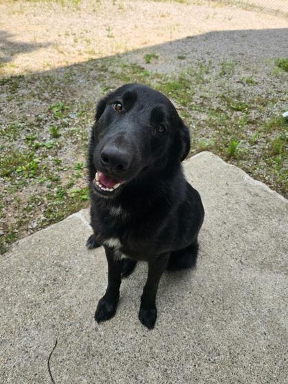 Brick *In Foster*, Adoptable, Adult Male Labrador Retriever & Mixed Breed.