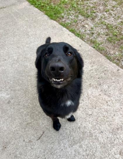 Enlarge Brick  *In Foster*, a Adoptable mixed breed in Harbor Springs, MI image 2/2