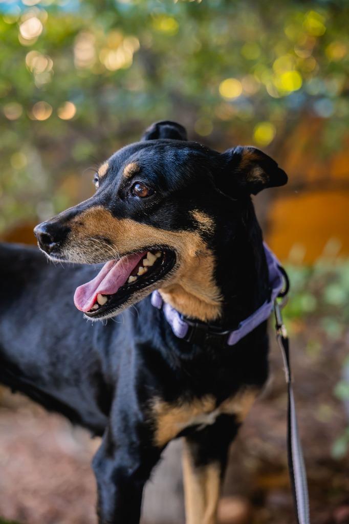 Taiga, Adoptable, Adult Female Australian Kelpie.