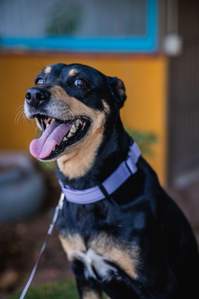 Taiga, a Adoptable Australian Kelpie in Anacortes, WA image 4/6