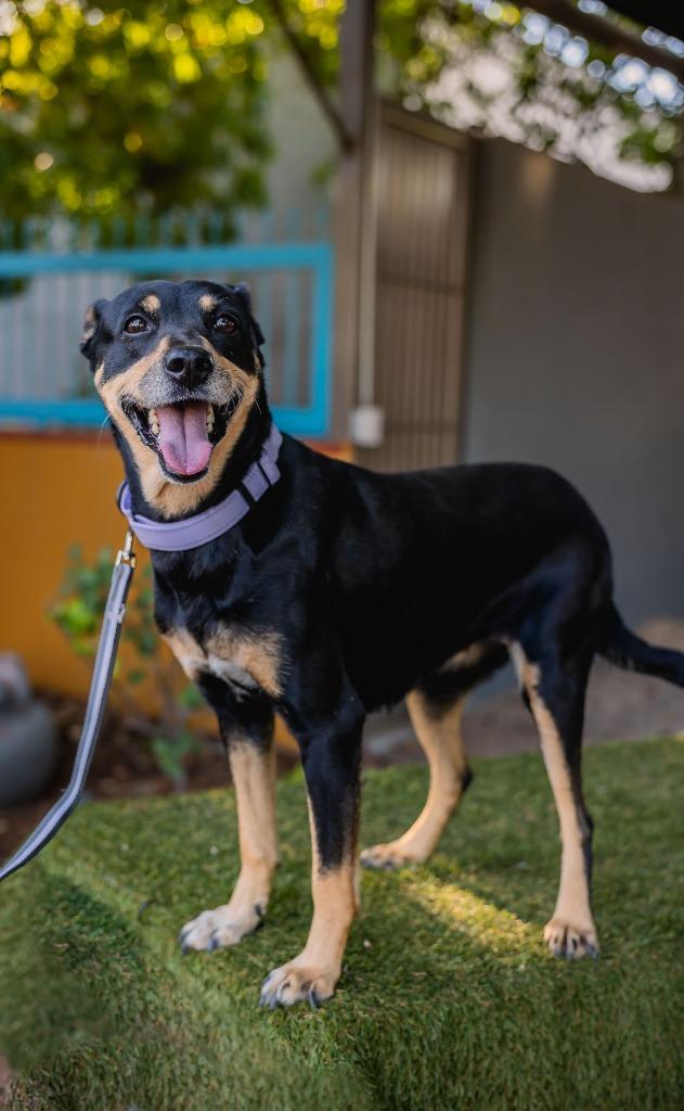 Taiga, a Adoptable Australian Kelpie in Anacortes, WA image 5/6