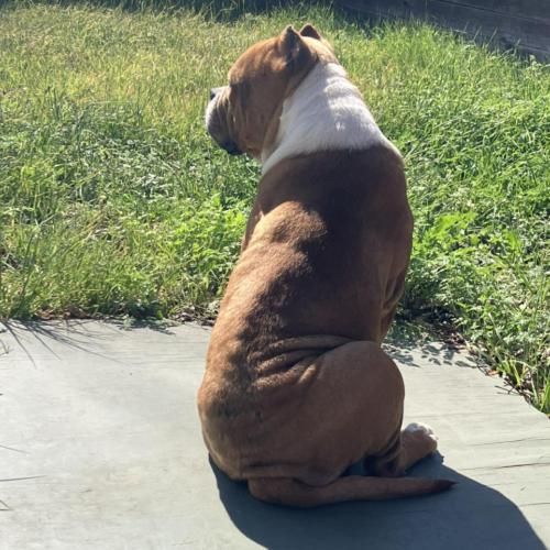 Enlarge Roger, a Adoptable mixed breed in Austin, TX image 1/5