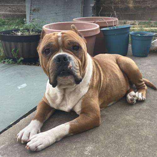 Enlarge Roger, a Adoptable mixed breed in Austin, TX image 2/5