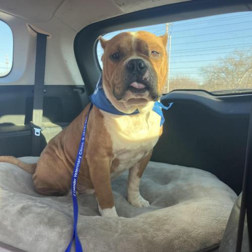 Enlarge Roger, a Adoptable mixed breed in Austin, TX image 3/5