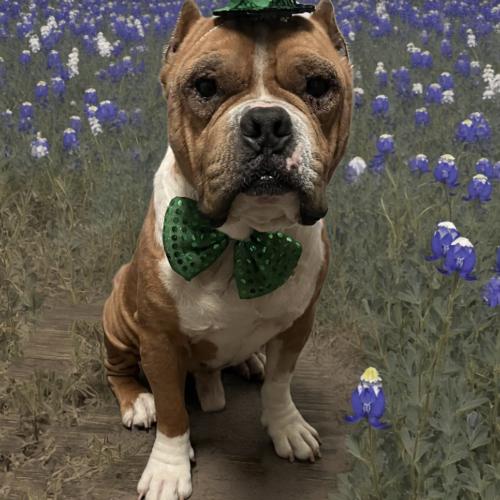 Enlarge Roger, a Adoptable mixed breed in Austin, TX image 4/5