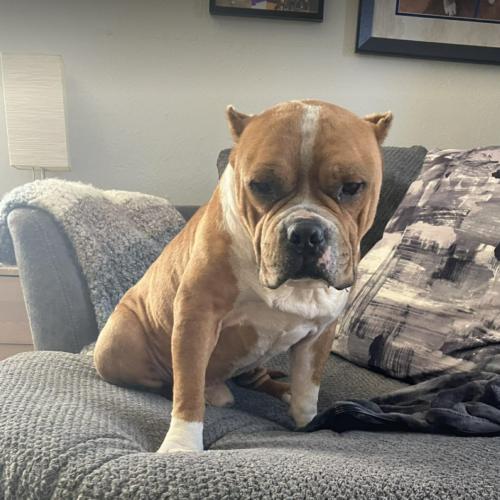 Enlarge Roger, a Adoptable mixed breed in Austin, TX image 5/5