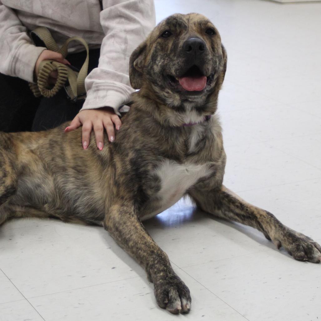 Enlarge Brownie - 003869, a Adoptable Mixed Breed in Marshall, VA image 1/6