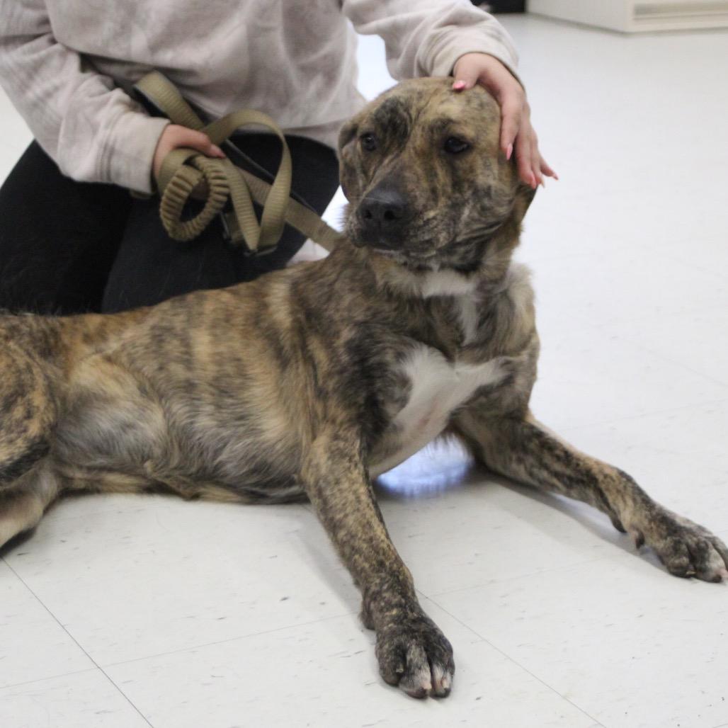 Enlarge Brownie - 003869, a Adoptable Mixed Breed in Marshall, VA image 3/6