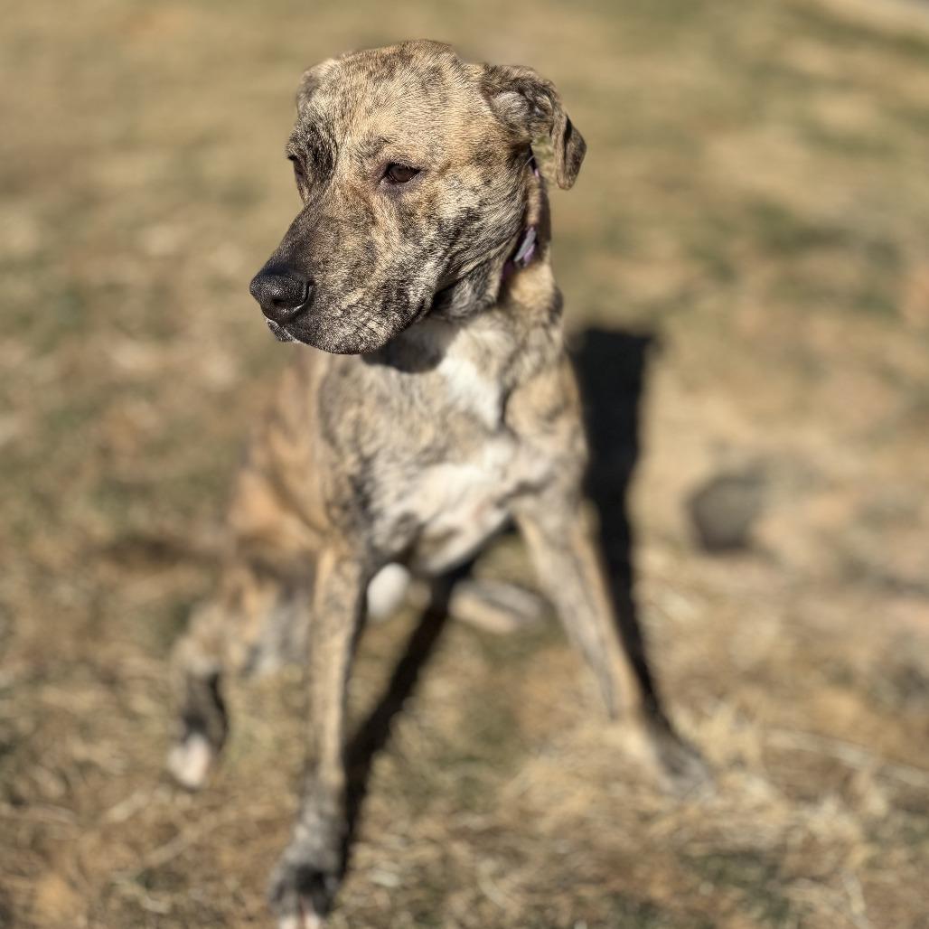 Enlarge Brownie - 003869, a Adoptable Mixed Breed in Marshall, VA image 4/6
