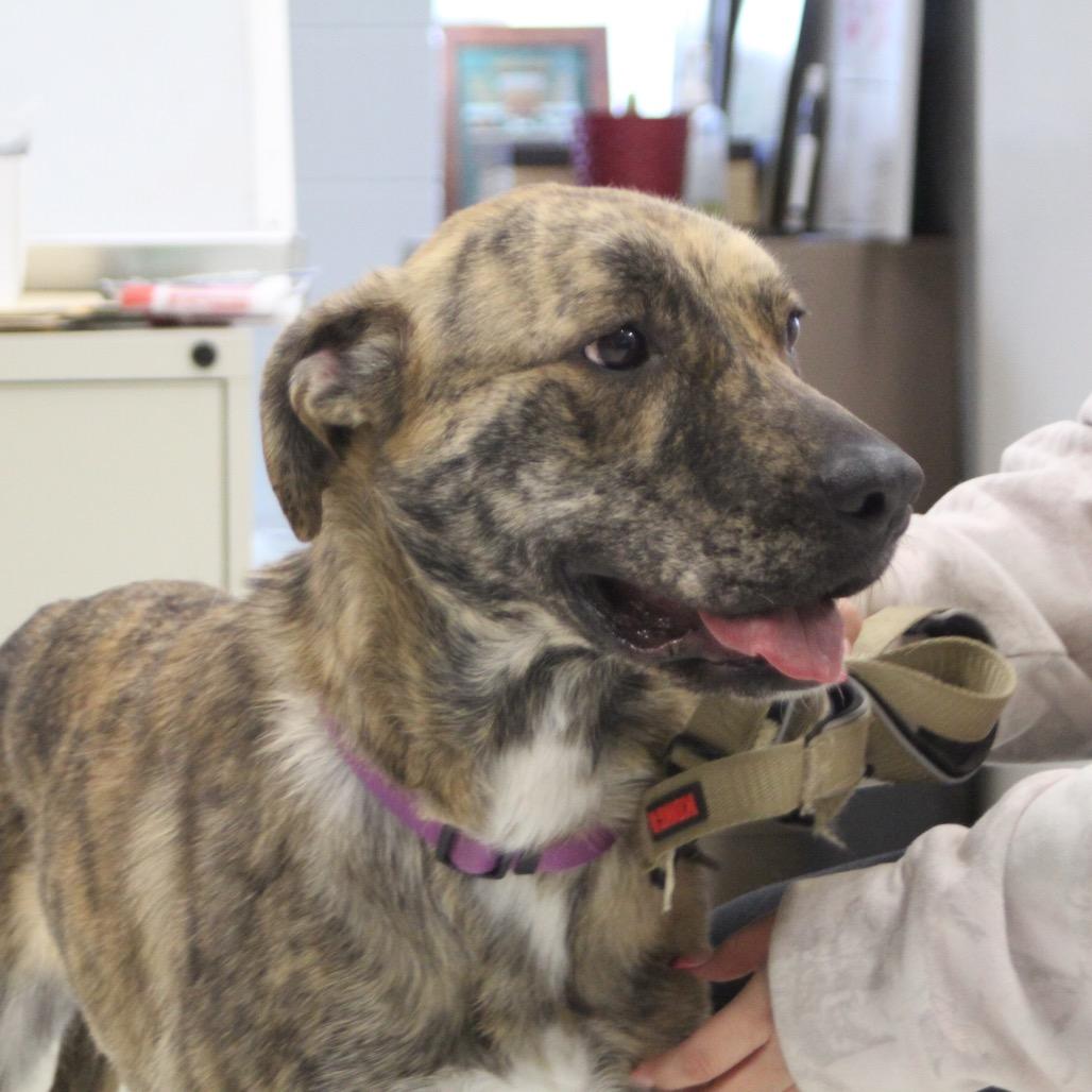 Enlarge Brownie - 003869, a Adoptable Mixed Breed in Marshall, VA image 5/6