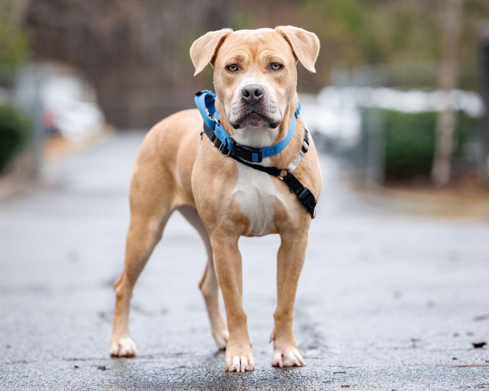 Goldie, Adoptable, Adult Female Mixed Breed.