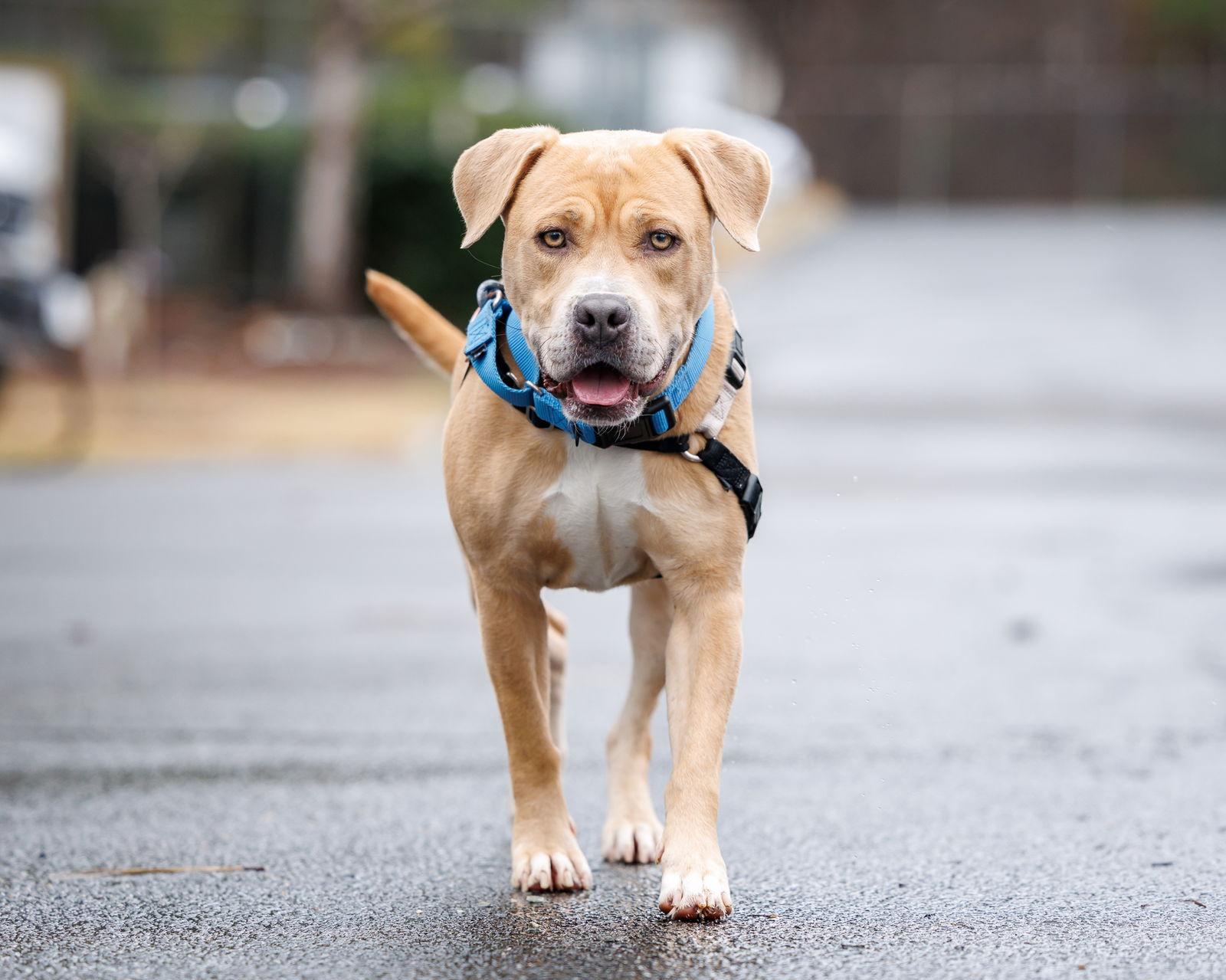 Enlarge Goldie, a Adoptable Mixed Breed in Durham, NC image 2/2