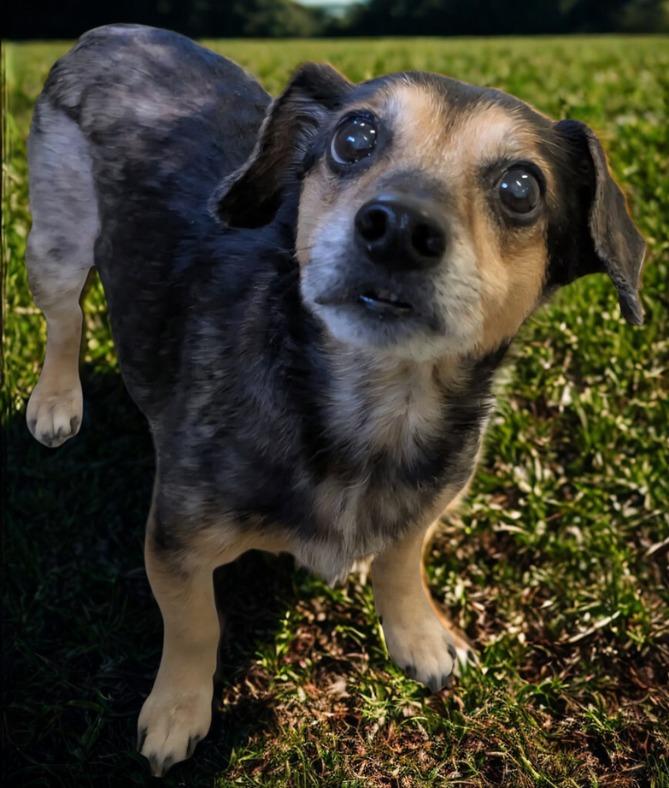 Tiger, Adoptable, Adult Male Dachshund & Mixed Breed.
