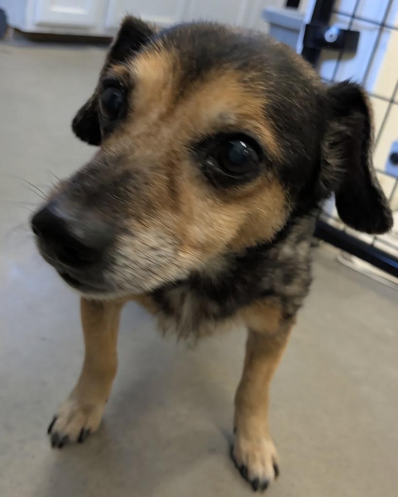 Tiger, a Adoptable mixed breed in Murphysboro, IL image 2/4