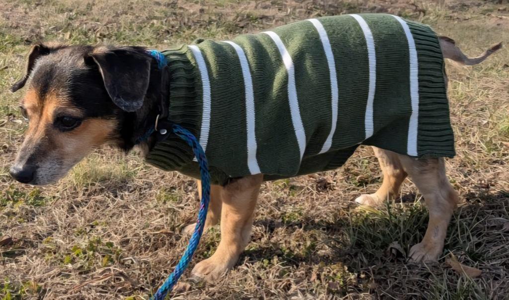 Tiger, a Adoptable mixed breed in Murphysboro, IL image 3/4
