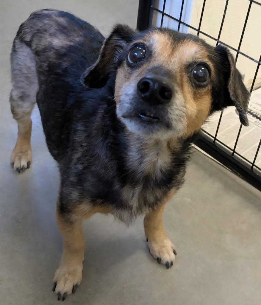 Tiger, a Adoptable mixed breed in Murphysboro, IL image 4/4