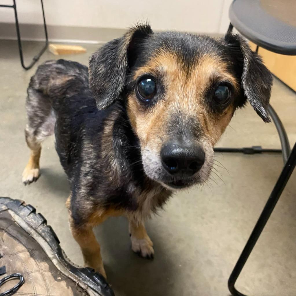 Enlarge Tiger, a Adoptable mixed breed in Murphysboro, IL image 6/6